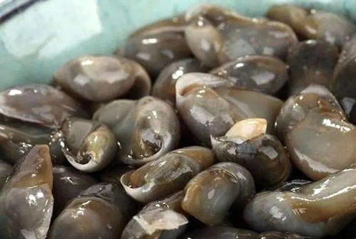 慈溪泥螺 首獲國家農產品地理標志的海洋饋贈
